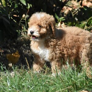 Charda Goldendoodle Charda Goldendoodle