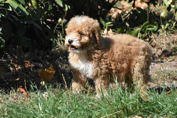 Charda Goldendoodle Charda Goldendoodle