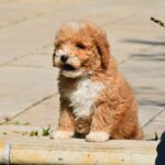 Charda-female-goldendoodle-puppy-for-sale-1 (2)