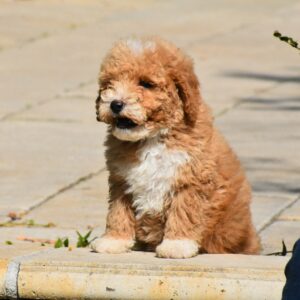 Charda Goldendoodle Charda Goldendoodle