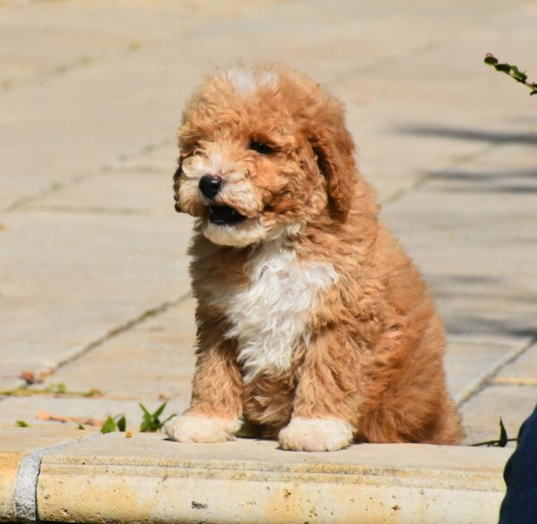 Charda Goldendoodle Charda Goldendoodle