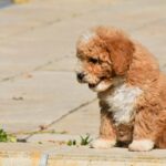 Charda-female-goldendoodle-puppy-for-sale-1 (3)