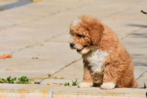 Charda Goldendoodle Charda Goldendoodle