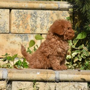 Charena Goldendoodle Charena Goldendoodle
