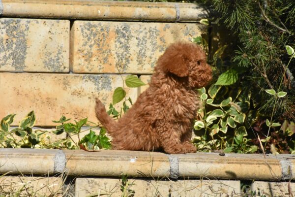 Charena Goldendoodle Charena Goldendoodle
