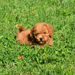 Charena Goldendoodle Charena Goldendoodle