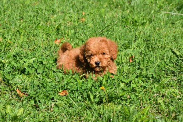 Charena Goldendoodle Charena Goldendoodle