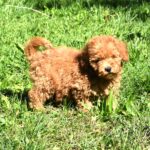 Charena-female-goldendoodle-puppy-for-sale-1 (3)