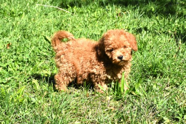 Charena Goldendoodle Charena Goldendoodle