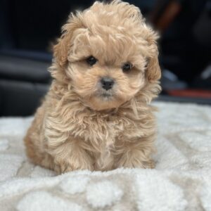 Charlotte Maltipoo Charlotte Maltipoo