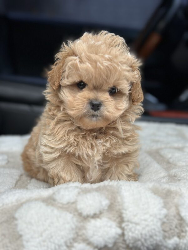 Charlotte Maltipoo Charlotte Maltipoo