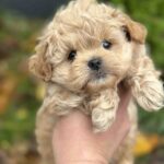 Charlotte-female-maltipoo-puppy-for-sale-1 (2)
