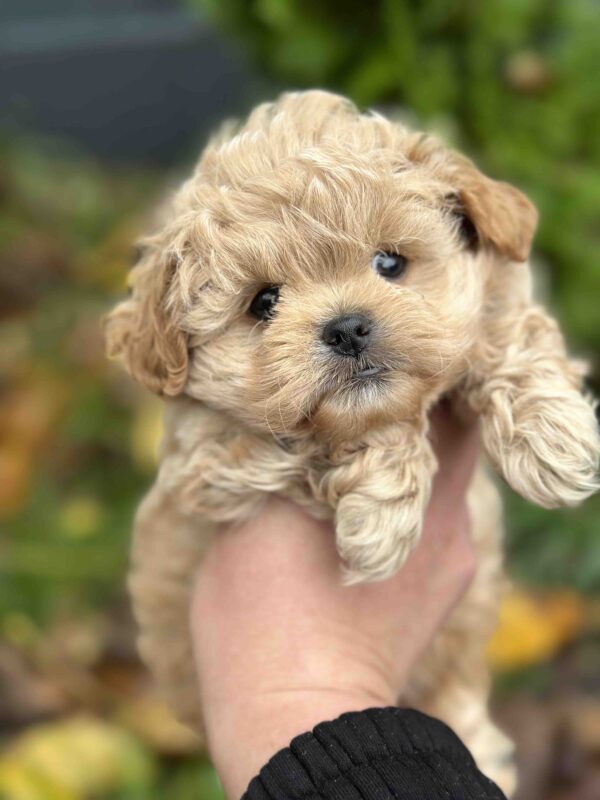 Charlotte Maltipoo Charlotte Maltipoo