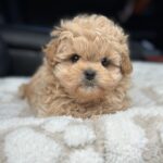 Charlotte-female-maltipoo-puppy-for-sale-1 (3)