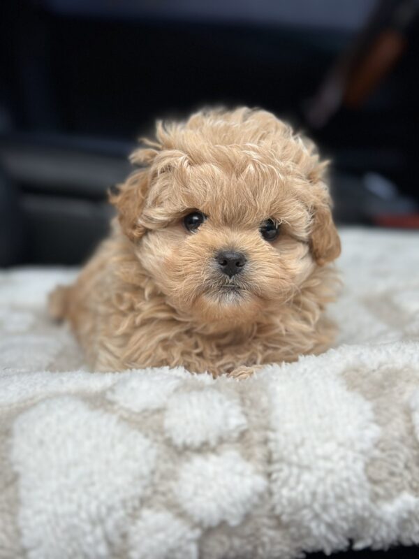 Charlotte Maltipoo Charlotte Maltipoo