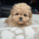 Charlotte-female-maltipoo-puppy-for-sale-1 (4)