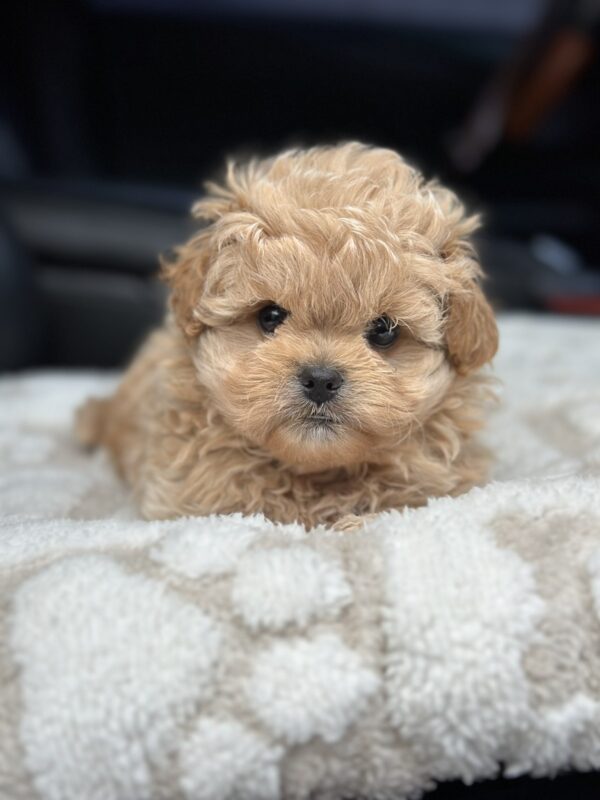 Charlotte Maltipoo Charlotte Maltipoo