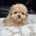 Charlotte-female-maltipoo-puppy-for-sale-1 (5)