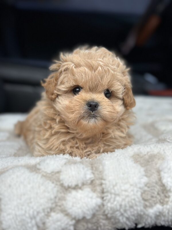 Charlotte Maltipoo Charlotte Maltipoo