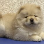 Charmis-male-Chow-puppy-for sale-1
