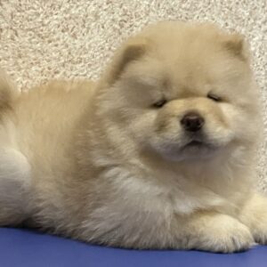 Charmis Chow-Chow Charmis Chow-Chow
