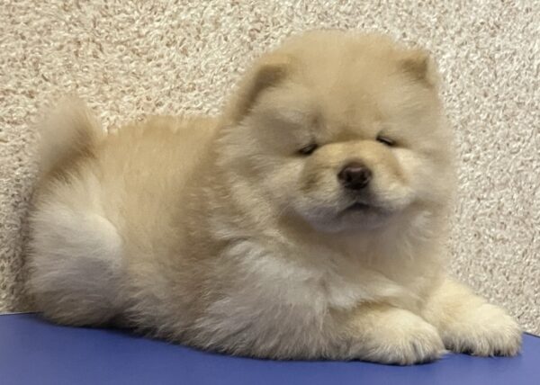 Charmis Chow-Chow Charmis Chow-Chow