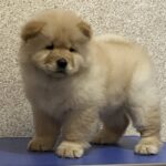 Chester-male-Chow-puppy-for sale-1