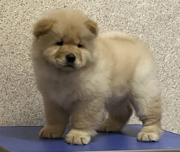 Chester Chow-Chow Chester Chow-Chow