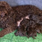 Chocolate-Litter-Toy-Poodle-puppy-for-sale (1)