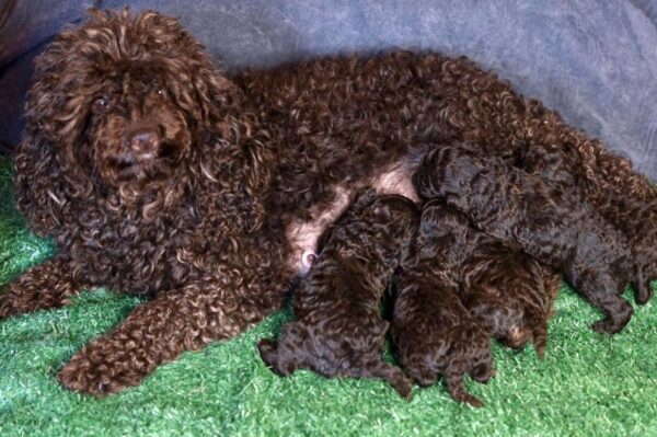 Chocolate Litter Toy Poodle Chocolate Litter Toy Poodle