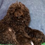 Chocolate-Litter-Toy-Poodle-puppy-for-sale (2)