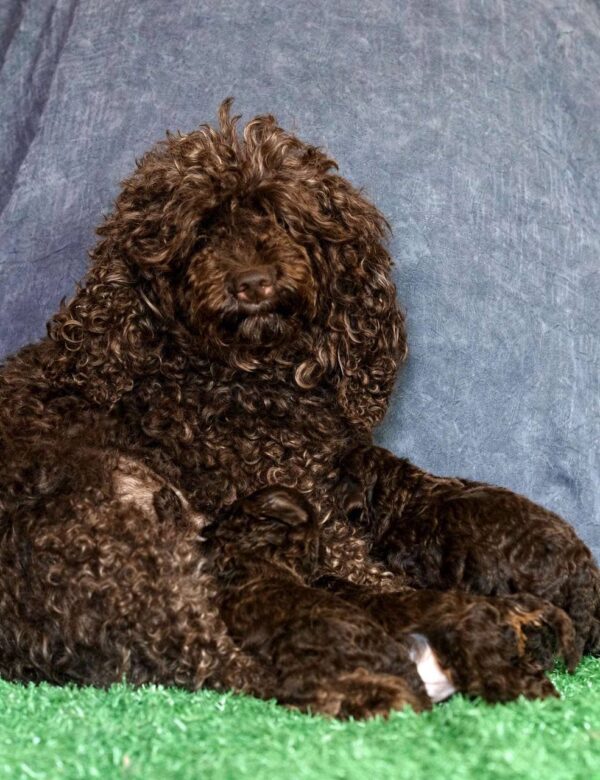 Chocolate Litter Toy Poodle Chocolate Litter Toy Poodle
