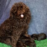 Chocolate-Litter-Toy-Poodle-puppy-for-sale (3)
