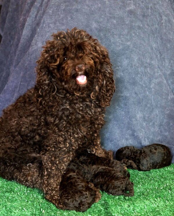 Chocolate Litter Toy Poodle Chocolate Litter Toy Poodle