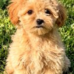 Clio-female-Maltipoo-puppy-for-sale- (1)