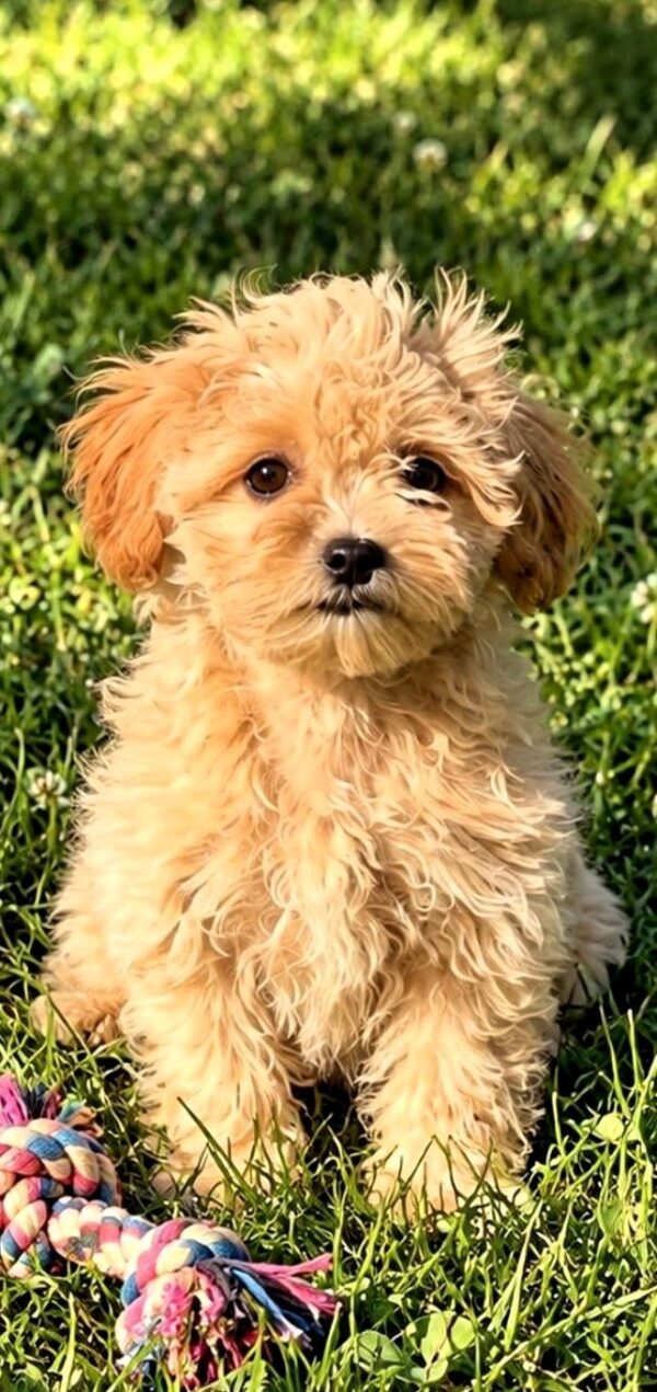 Clio Maltipoo Clio Maltipoo