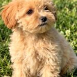 Clio-female-Maltipoo-puppy-for-sale- (2)