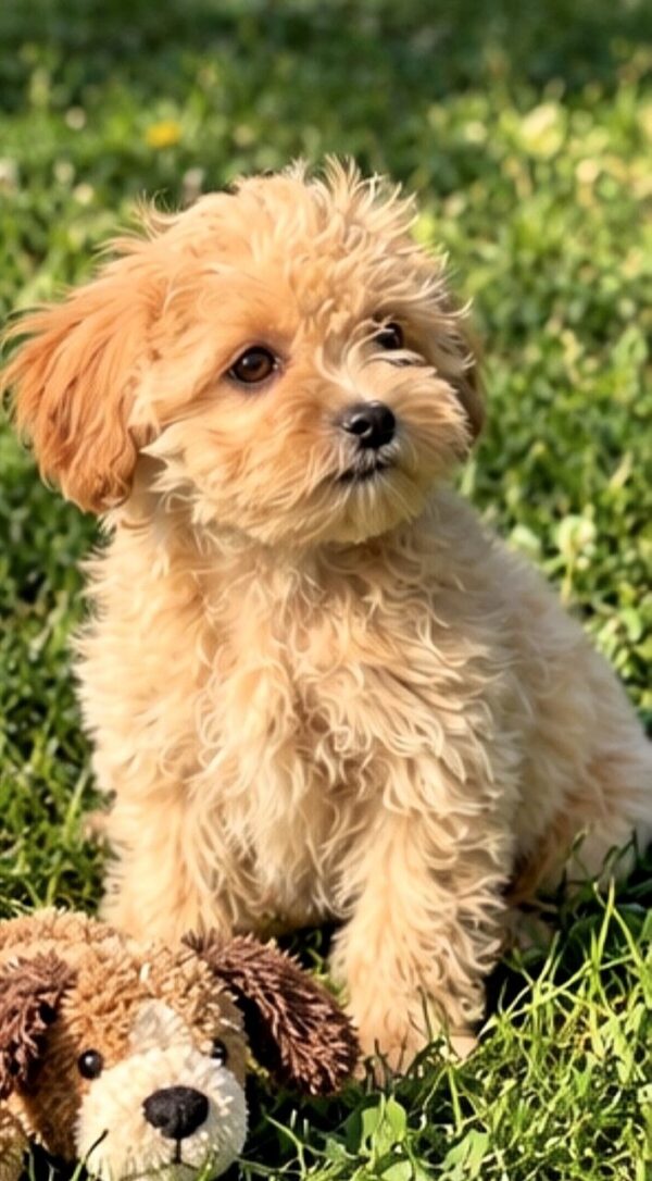 Clio Maltipoo Clio Maltipoo