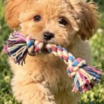 Clio-female-Maltipoo-puppy-for-sale- (3)