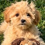 Clio-female-Maltipoo-puppy-for-sale- (4)