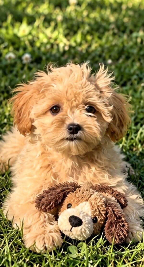 Clio Maltipoo Clio Maltipoo
