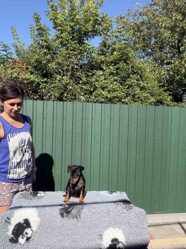 Dakar Miniature Pinscher Dakar Miniature Pinscher