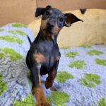 Dakar-male-Miniature-Pinscher-puppy-for-sale-1 (2)