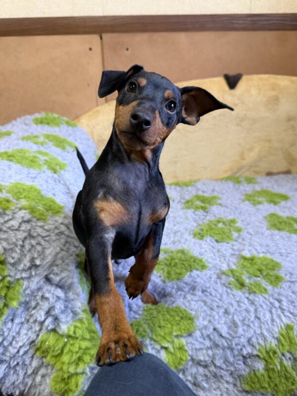 Dakar Miniature Pinscher Dakar Miniature Pinscher