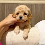 Dakota-female-Maltipoo-puppy-for-sale- (1)