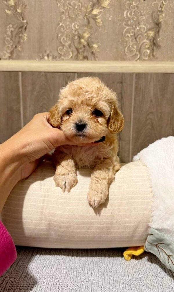 Dakota Maltipoo Dakota Maltipoo