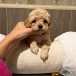 Dakota-female-Maltipoo-puppy-for-sale- (2)