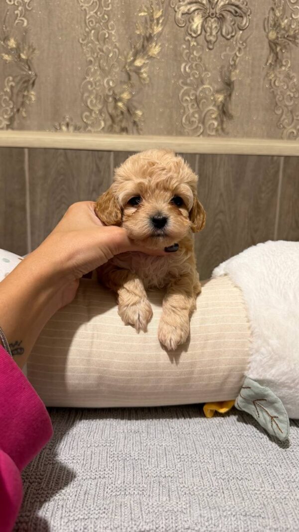 Dakota Maltipoo Dakota Maltipoo