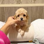 Dakota-female-Maltipoo-puppy-for-sale- (3)