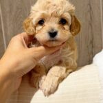 Dakota-female-Maltipoo-puppy-for-sale- (4)